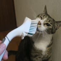 ブラシはいかが？