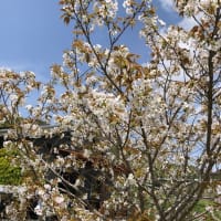 我が家の桜が満開