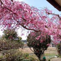 花の傘の下で