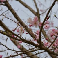 桜咲きそして散る