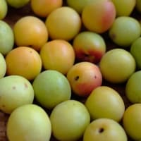とりあえずの２kg