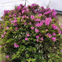 我が家の植物