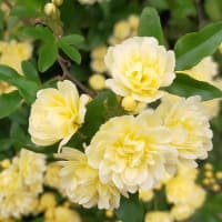 小次郎と春の草花－モッコウバラ（木香薔薇）ー