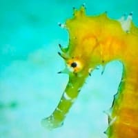 タマに鬼出陣