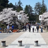 みちのくの桜2024ー３；松が岬公園の満開の桜