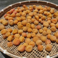洗濯物と土用干し