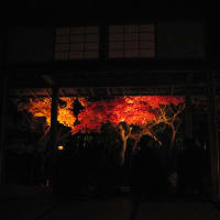 京都の夜に静かなお庭を（圓光寺）
