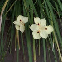 少し百合が咲き始めました