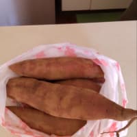 どこから来たの？