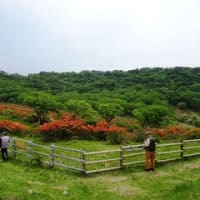姫ちゃんと蓮華躑躅を見に、赤城山に