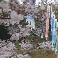 横田公園の桜と鯉のぼり～2024年4月6日