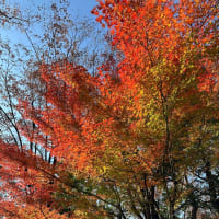 賤しい人（政治家）たち