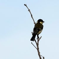 06/12探鳥記録写真-2：はまゆう公園の鳥たち（コゲラ、ウグイス、シジュウカラ、エナガ、ホオジロ、メジロ、