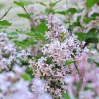 煙る薄紫と、照る白と。