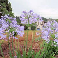 アガパンサスが咲いていました