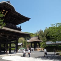鎌倉建長寺の牡丹