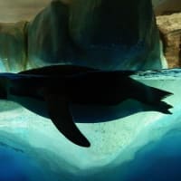 ジェンツーペンギン