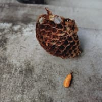 ワイルドだぜ〜