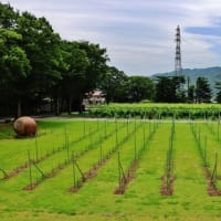 信州の食と庭園巡り旅ー７！・・・小諸ワイナリー