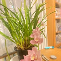 最近の花たち