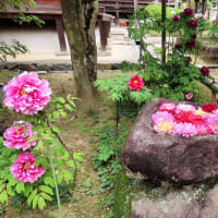 飛鳥西国第七番札所　岡寺の石楠花と花手水