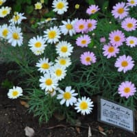 光が丘公園　イチョウ並木　　　17