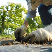 ＜我が家の菜園521＞　マクワウリ　着果
