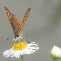 ヒメジオンの花に来る虫