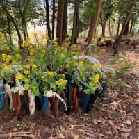 わち山野草の森へ、森の展示室