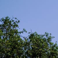 ヘリコプター２機が衝突し脱落！