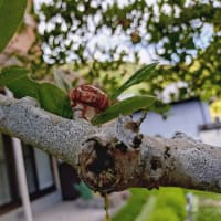 涼しい朝、夕方ビビる