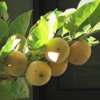 2021 9 30   早や9月が終わりました（彼岸花・芙容・柿）