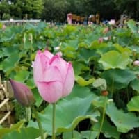 クラウンにするか、タントにするか？？