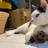 新品の刃