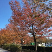柏の葉公園