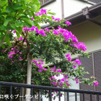楽しいウォーク「新宮海岸と新宮町の名産品に出会えるウォーク」（福岡県粕屋郡新宮町）