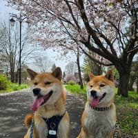 桜お散歩！！