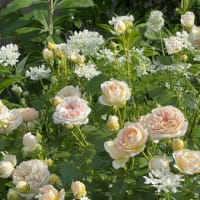 薔薇の季節
