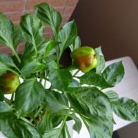 夏野菜