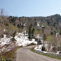 ２０２５年５月１９日　八甲田山麓　睡蓮沼から酸ヶ湯のようす