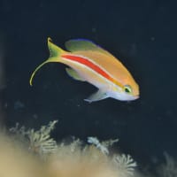 先端のスジハナダイ