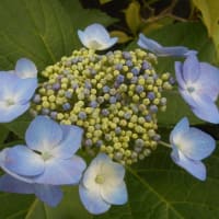 雨の庭で咲く花