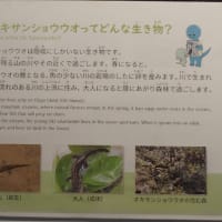 2025年5月 隠岐旅行（第３日目）「モーモードーム」の牛突きを見て、島の北部へ（白島海岸とかぶら杉）