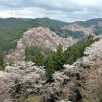 古都奈良と吉野の桜～その３（吉野山後半）