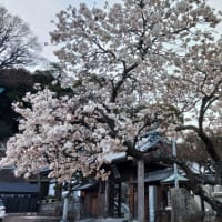 3月19日明正寺桜。