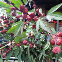 柿渋染めのパンツ＆物価高に対処する