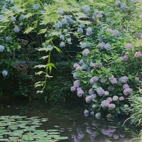 岩船寺の紫陽花