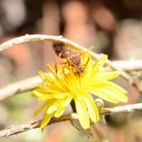 懸命！…花粉まみれのハチ
