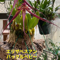 バルボフィラム（cirr)エリザベス　アン
