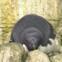 もちもちハラのペンギン